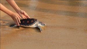 Liburan Sarat Edukasi dan Budaya di Desa Wisata Keciput Tanjung Kelayang