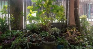 Ny. Ida ini semejak gadis senangnya menanam pohon untuk penghijauan.