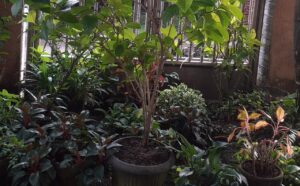 Semejak hujan seminggu lalu hujan pagi, kini tanaman subur.