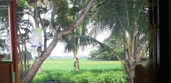 Satu minggu hujan pada pagi hari, sawah aliran sawah normal, subur padi.