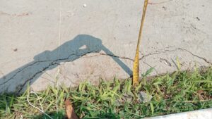 Kurang tegasnya pihak Dinas yang pemberi kuasa penguna anggaran harus di tindak.