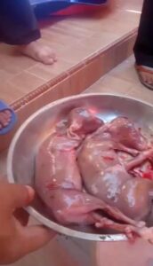 Pakanbaru : bahkan sapi jatan ini punya anak di dalam rahimnya, 1 jantan, 1 lagi betina.