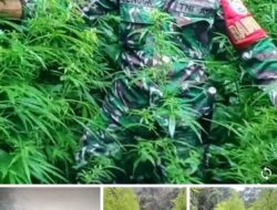 Polisi Tangkap warga kedapatan menanam ganja di koben.