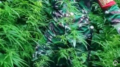 Polisi Tangkap warga kedapatan menanam ganja di koben.